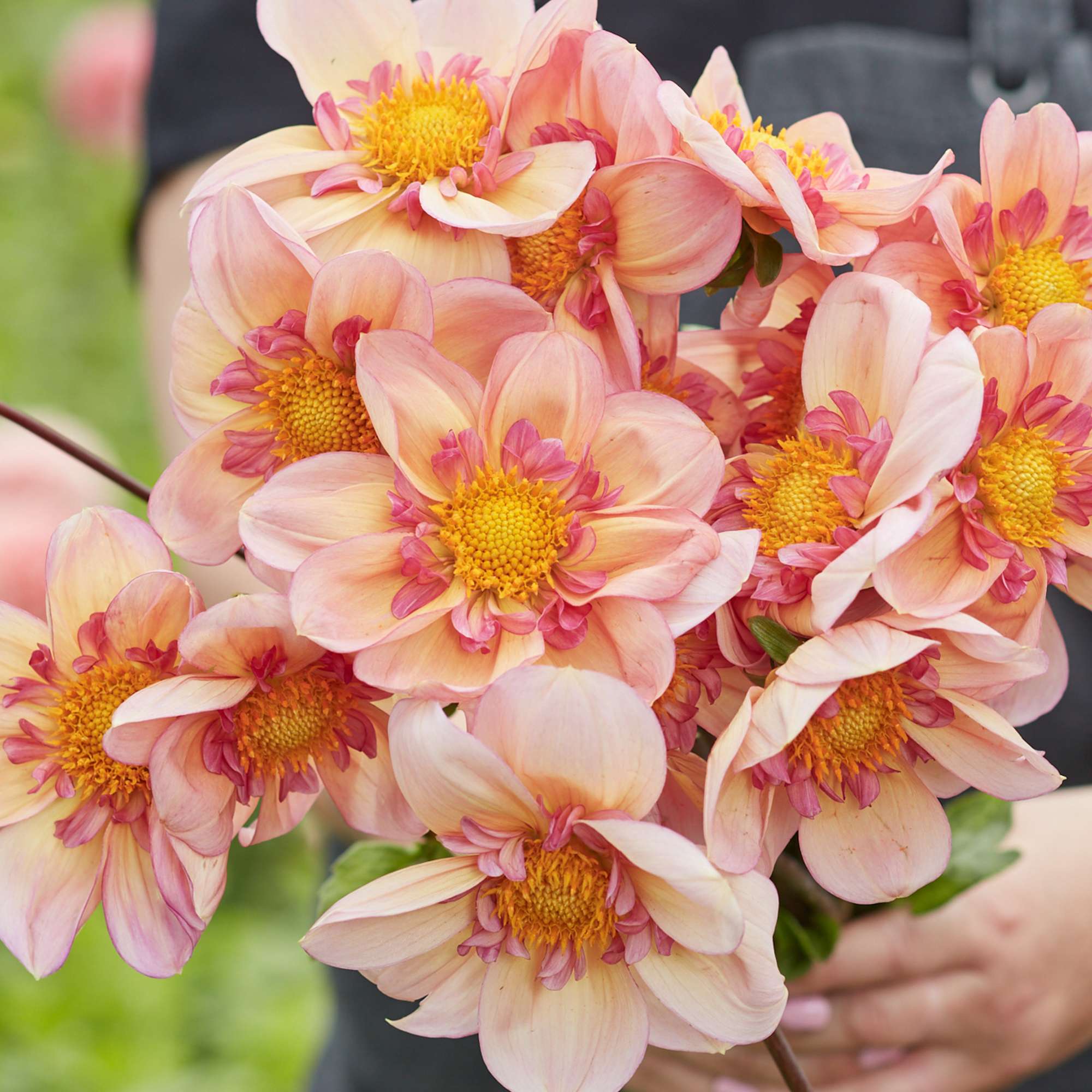 Dahlia 'Campus Nature Metier'